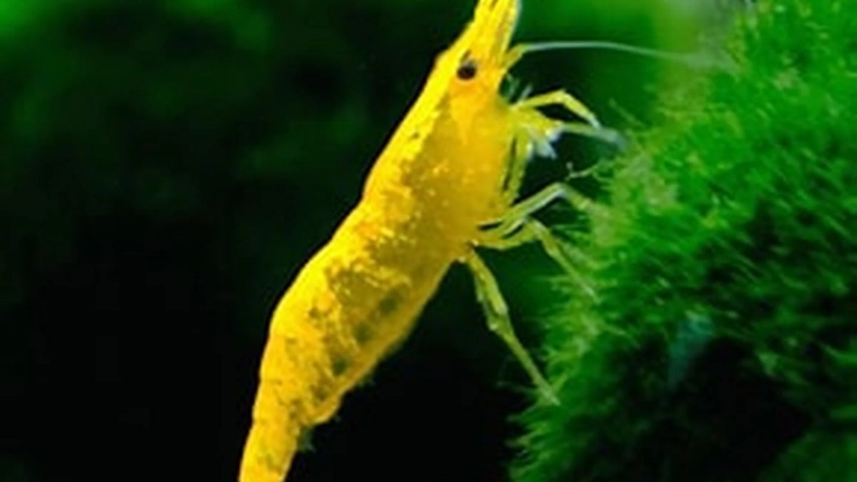 Yellow Neo Caridina Shrimp instant colony x 30 shrimp