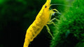 Yellow Neo Caridina Shrimp
