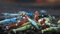 Mixed Caridina Shrimp
