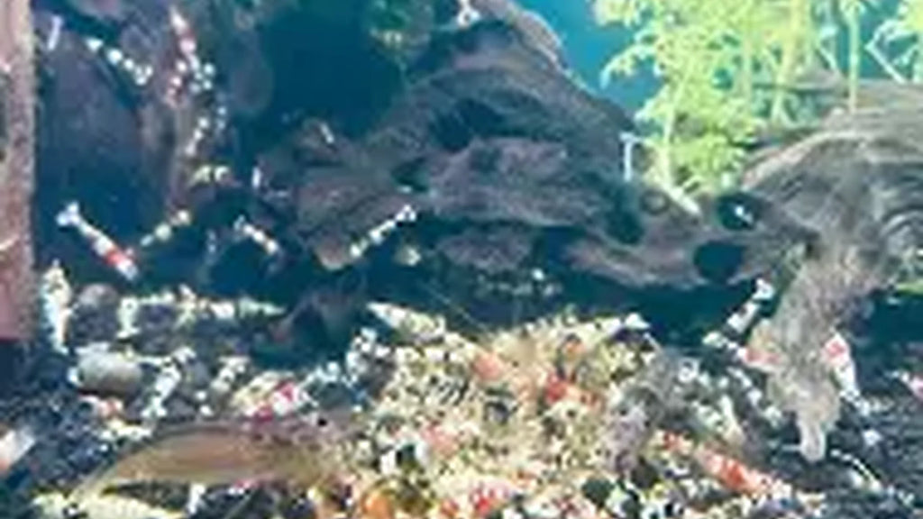 Mixed Caridina Shrimp