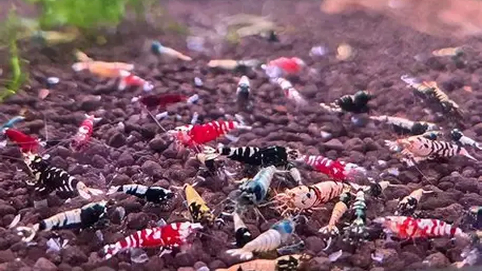 Mixed Caridina Shrimp