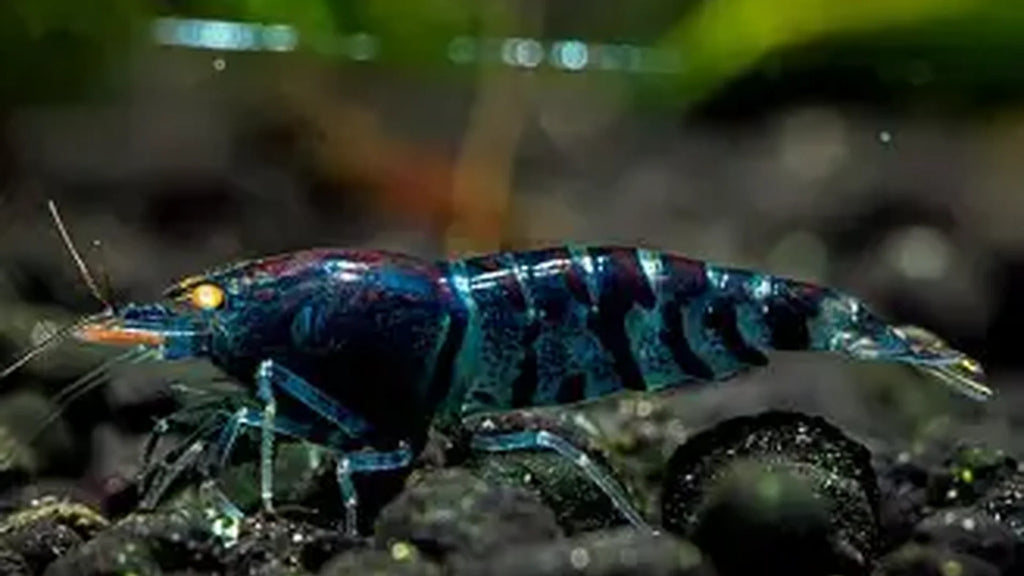 Orange Eye Blue Tiger Caridina Shrimp