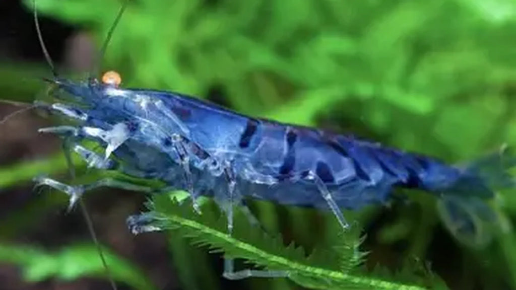 Orange Eye Blue Tiger Caridina Shrimp
