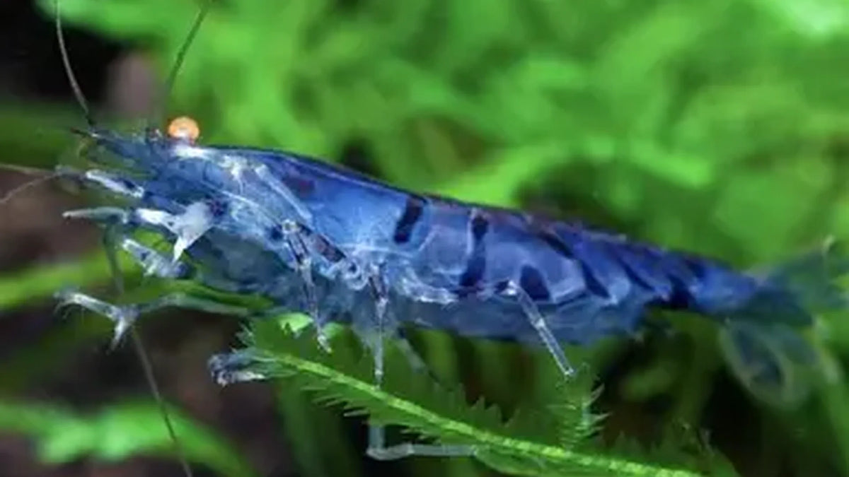 Orange Eye Blue Tiger Caridina Shrimp