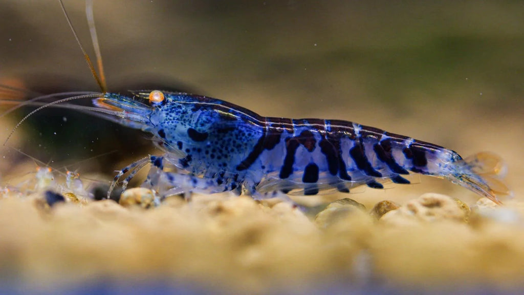 Orange Eye Blue Tiger Caridina Shrimp