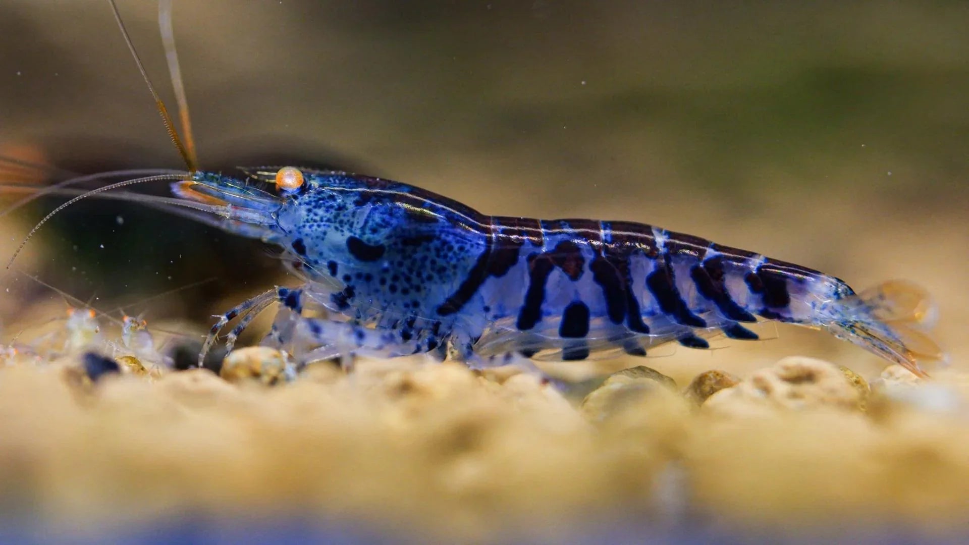 Orange Eye Blue Tiger Caridina Shrimp