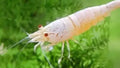 Snow White Caridina Shrimp