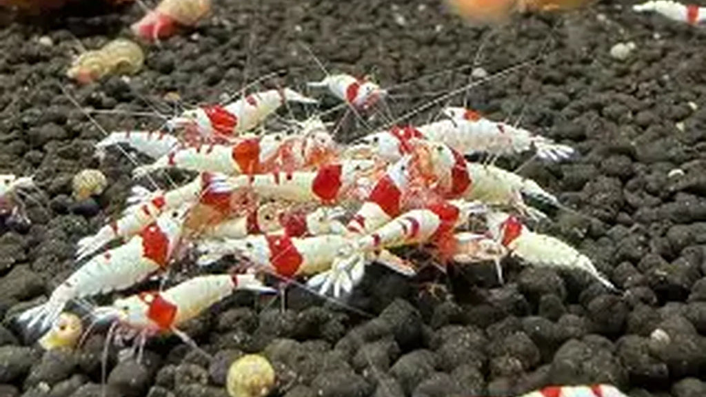 Pure Red Line PRL Caridina Shrimp - MEGA colony pack x 100 shrimp!