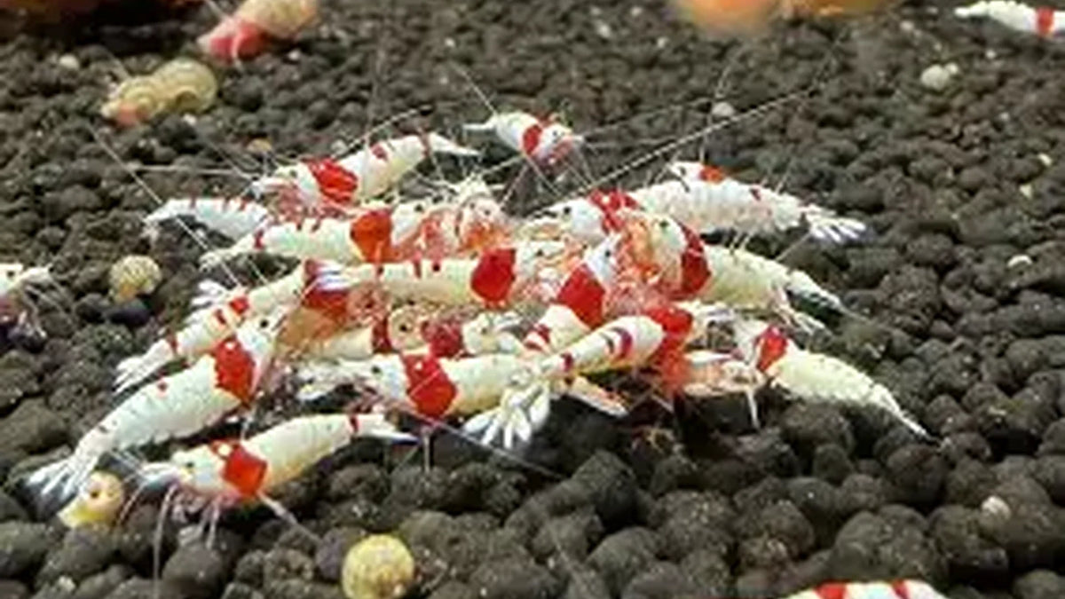 Pure Red Line PRL Caridina Shrimp - MEGA colony pack x 100 shrimp!