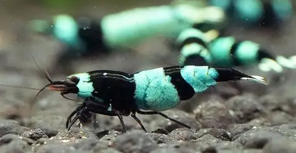 Shadow Panda Caridina Shrimp