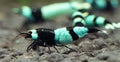 Shadow Panda Caridina Shrimp