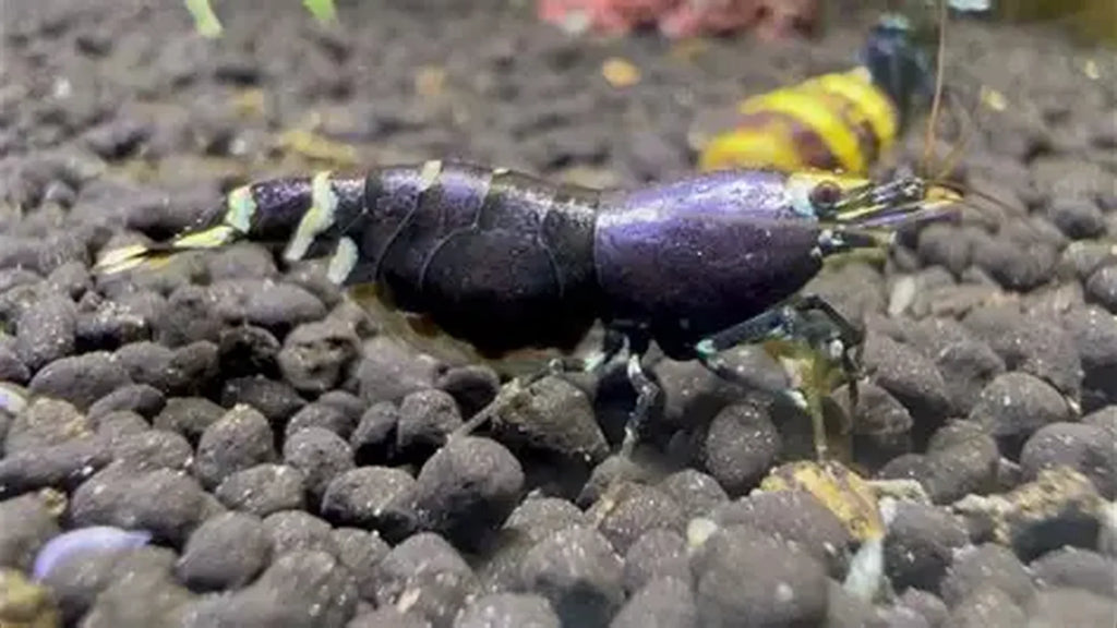 Purple Metallic Caridina Shrimp