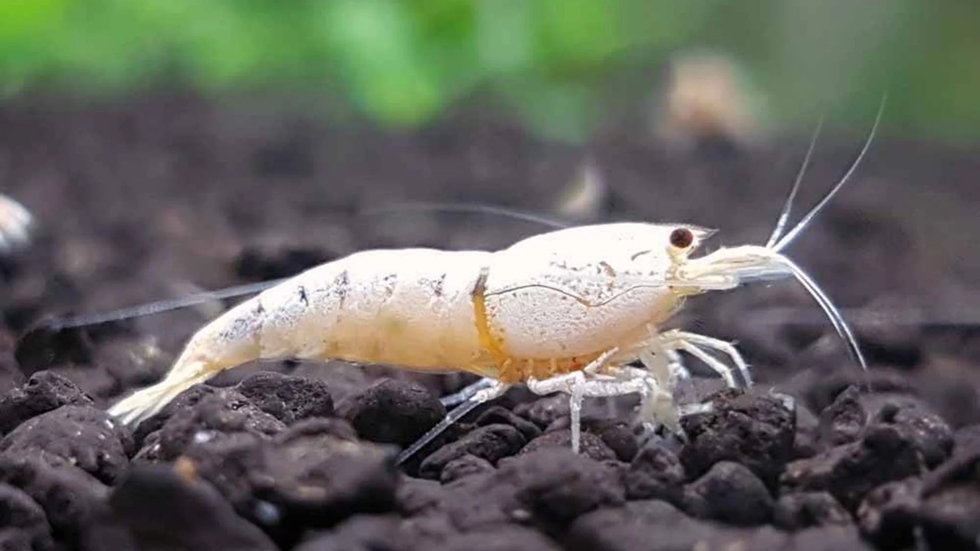 Snow White Caridina Shrimp