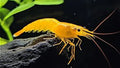 Yellow Neo Caridina Shrimp instant colony x 30 shrimp