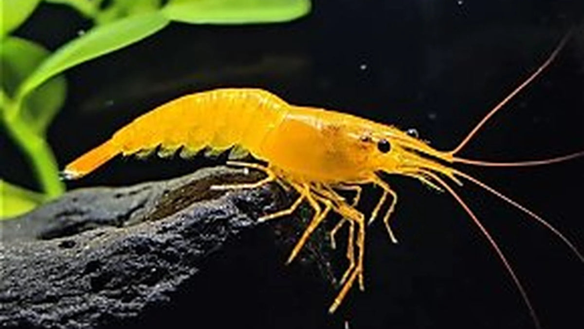 Yellow Neo Caridina Shrimp instant colony x 30 shrimp