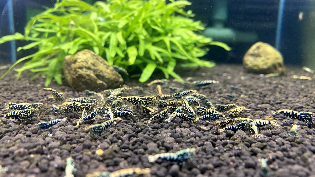 Black Galaxy caridina shrimp in a feeding frenzy