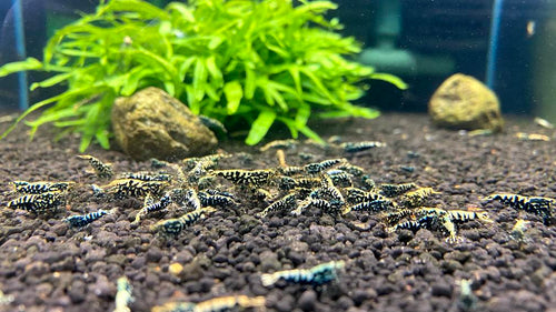 Black Galaxy caridina shrimp in a feeding frenzy