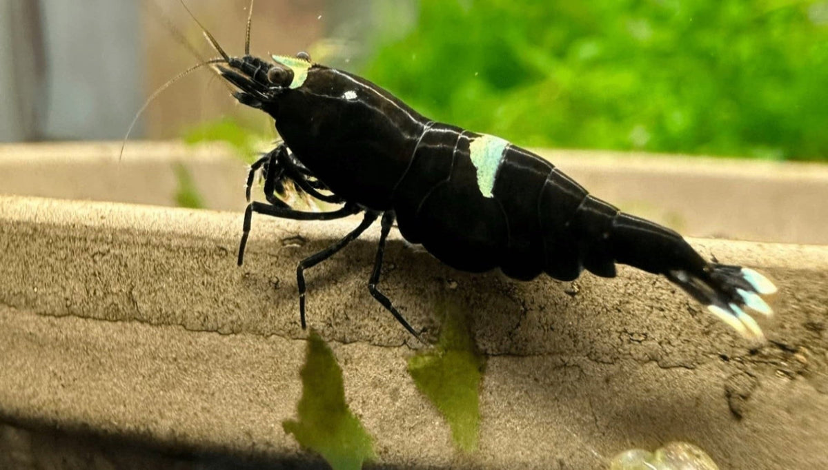 Black King Kong Caridina Shrimp