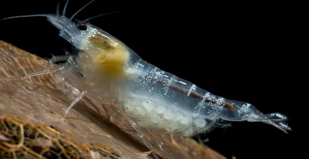 Ghost Bee Caridina Shrimp