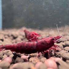 Bloody mary on active soil