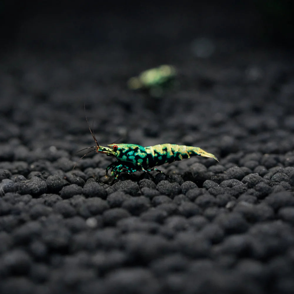 Blue Galaxy snow flake on Nisso Custom active soil