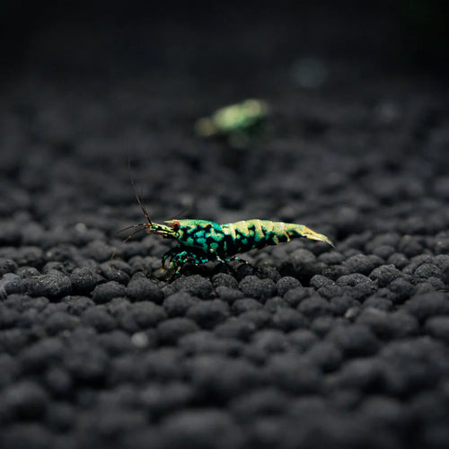 Blue Galaxy snow flake on Nisso Custom active soil