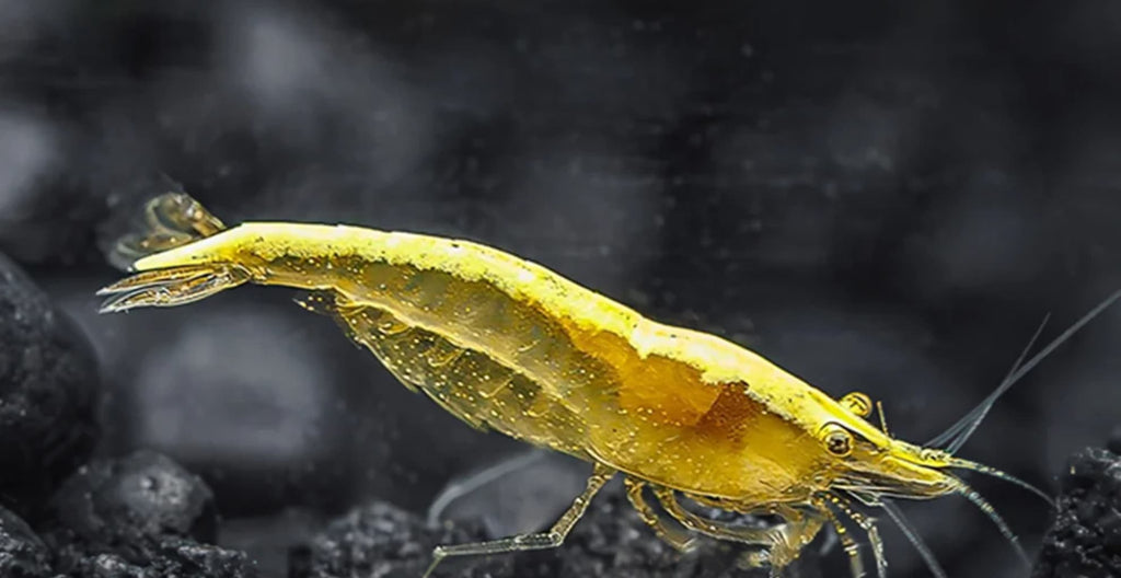 Golden back Yellow Neo Caridina