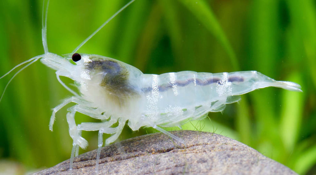 Ghost Bee Caridina Shrimp