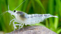 Ghost Bee Caridina Shrimp