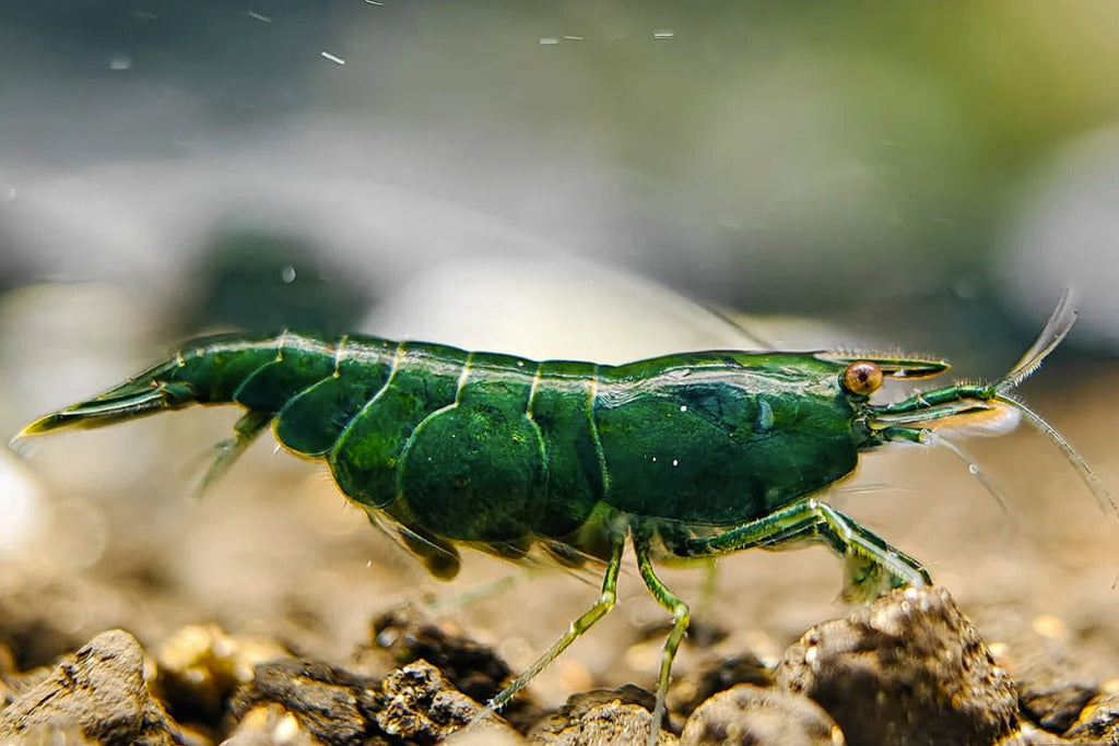 Green Diamond female berried