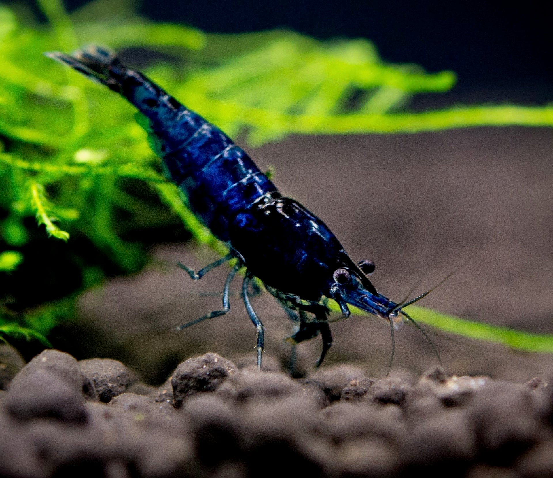 Blue shrimp on a substrate with green plants in the background
