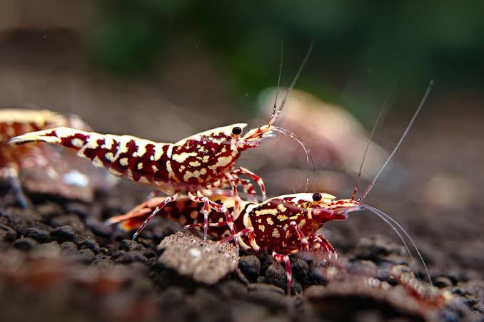 The Red Galaxy Snowflake Caridina is a great shrimp featuring a deep red base adorned with intricate white snowflake-like markings