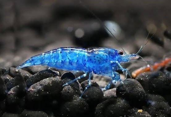 Blue cherry on black substrate