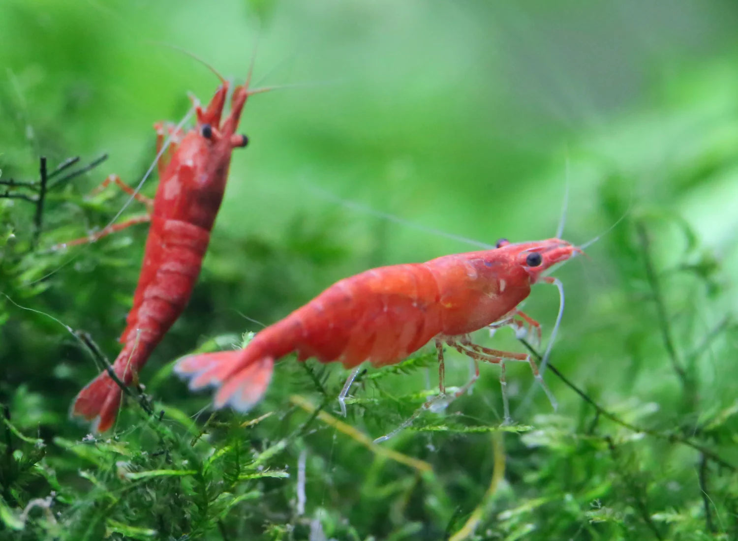 fire red shrimp on green moss grass