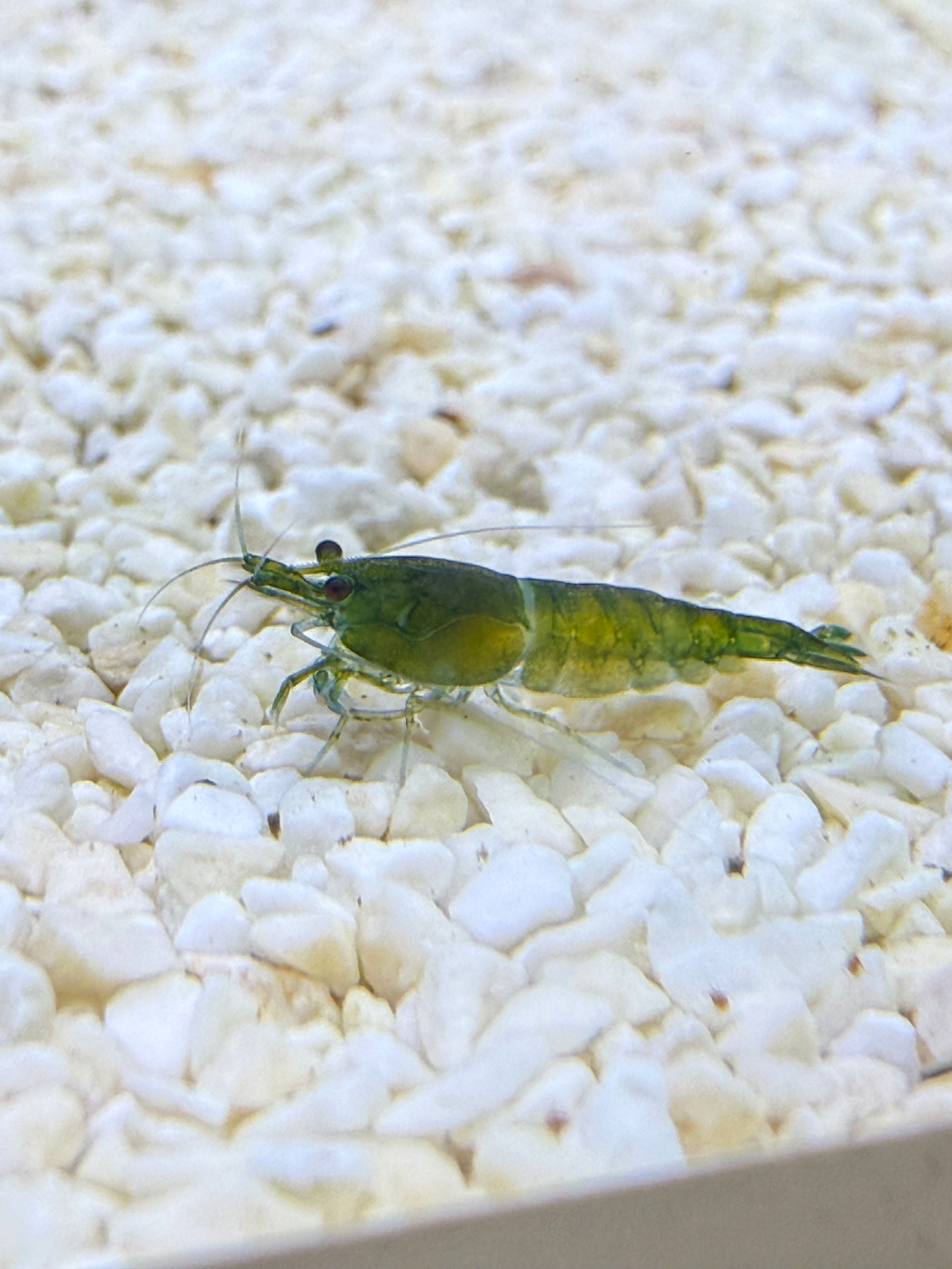 Green Diamond male on crushed coral
