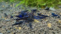 The Orange Eye Royal Blue Tiger is a stunning Caridina shrimp