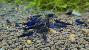 The Orange Eye Royal Blue Tiger is a stunning Caridina shrimp