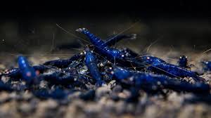 The Orange Eye Royal Blue Tiger is a stunning Caridina shrimp