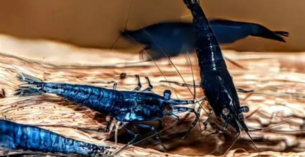Dark blue/black cherry Neo Caridina Shrimp