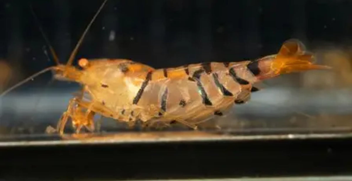 Orange eye blonde Tiger Caridina Shrimp