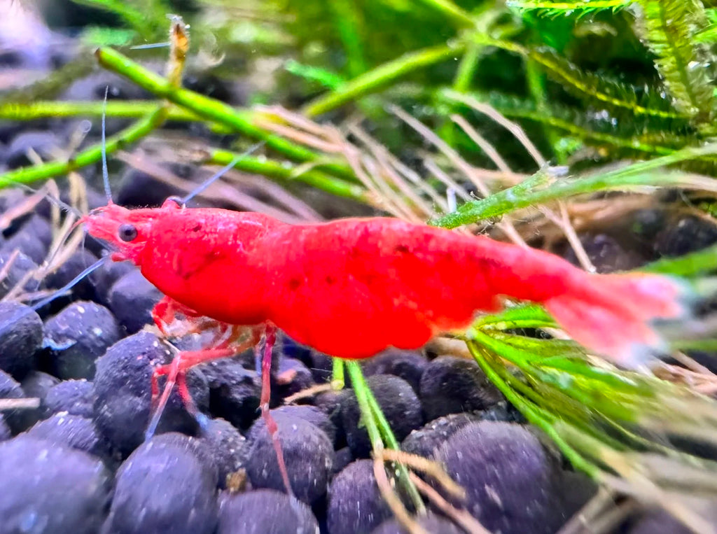 Red shrimp in an aquarium setting with plants and gravel.