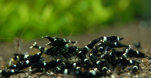 Black King Kong Caridina Shrimp