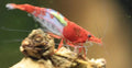 Red Rili Neo Caridina Shrimp