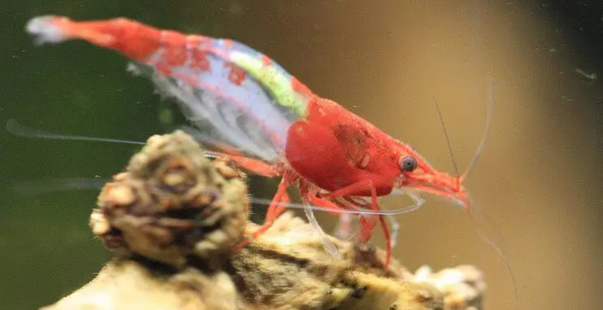 Red Rili Neo Caridina Shrimp