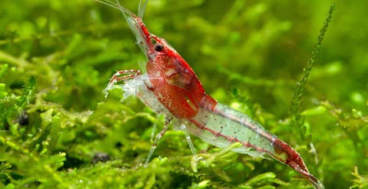 Red Rili Neo Caridina Shrimp