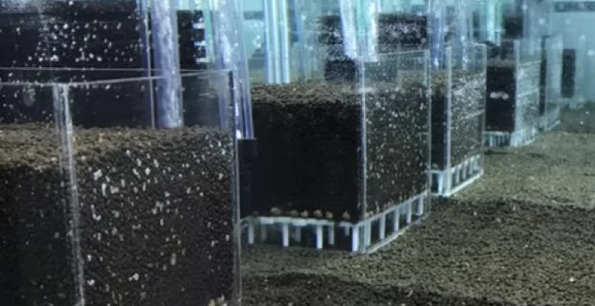 UGF Box Filter for Shrimp Tanks