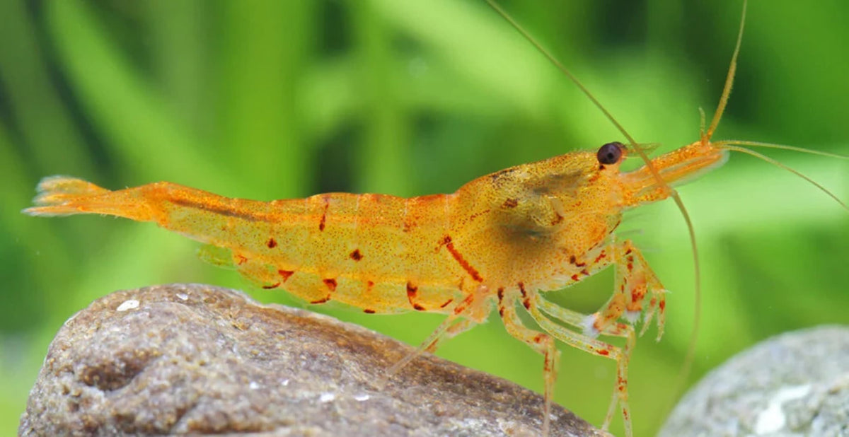 Tangerine Tiger Caridina Shrimp