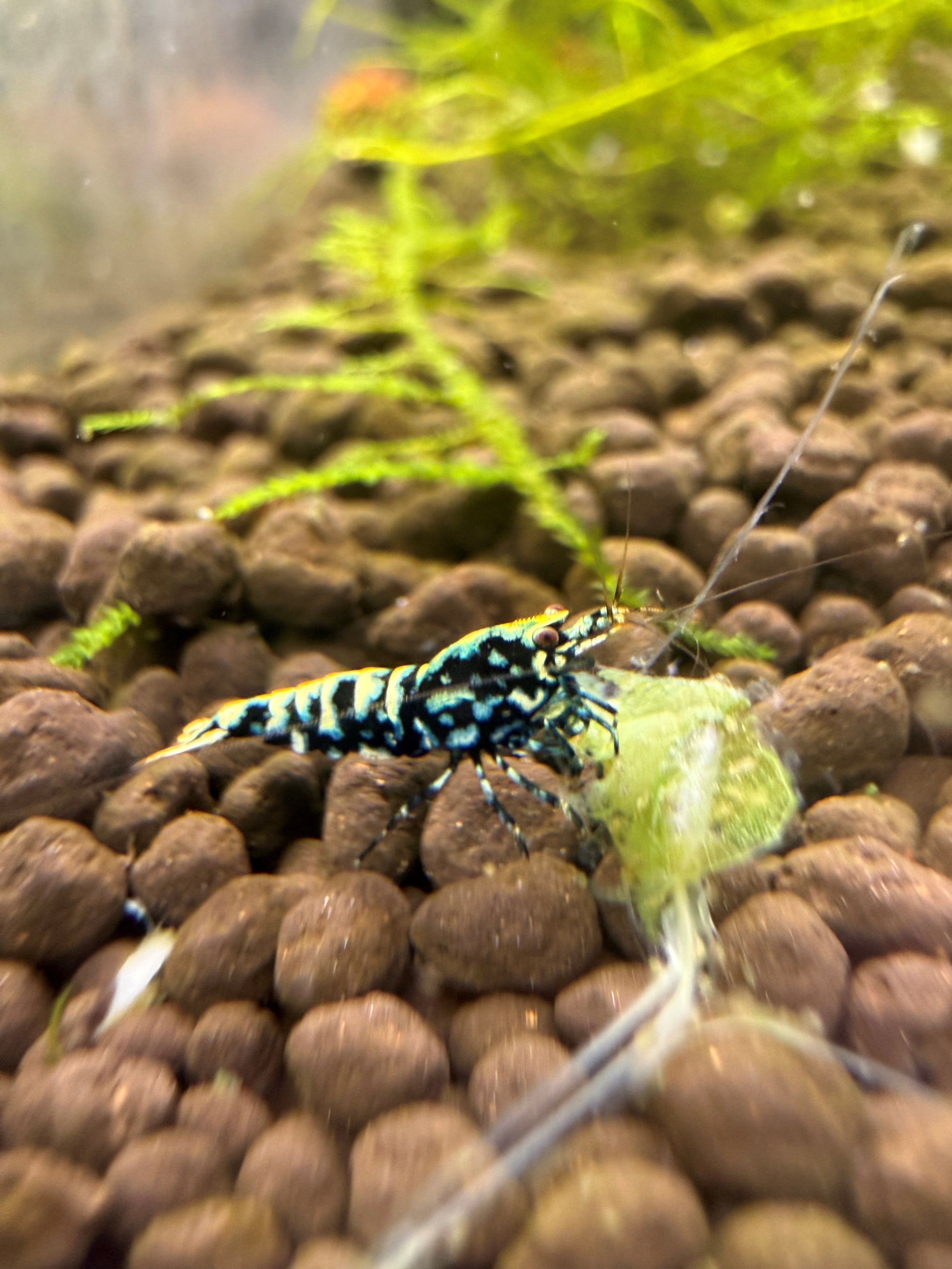 Blue Galaxy snow flake on Nisso Custom active soil