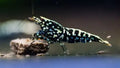 Black Galaxy Fishbone Caridina Shrimp
