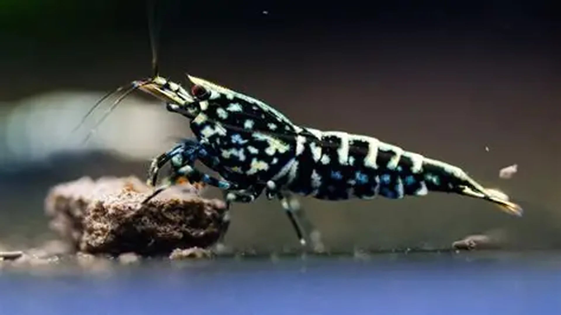 Black Galaxy Fishbone Caridina Shrimp